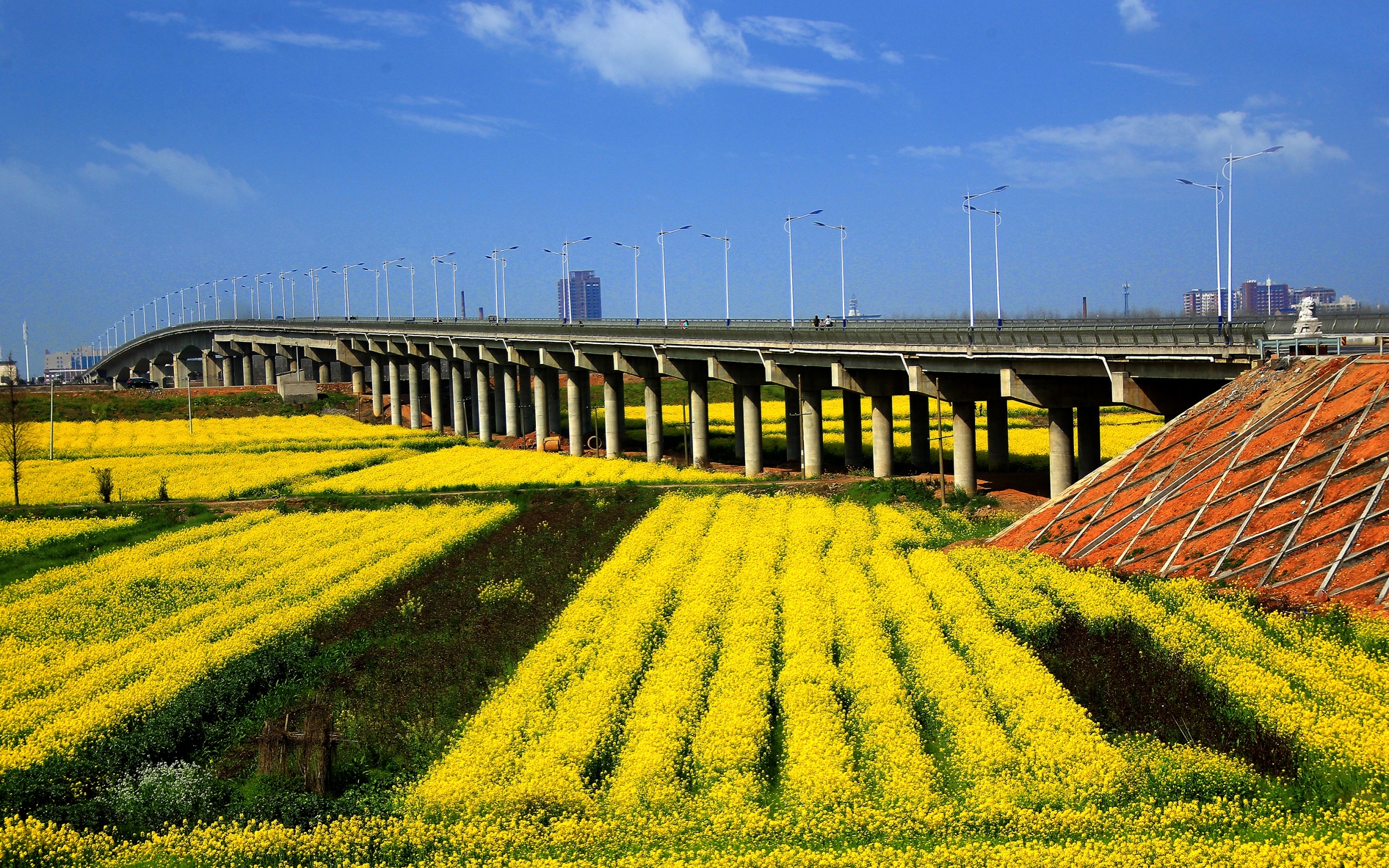 8張儒銀-春灑澧水大橋-1.jpg