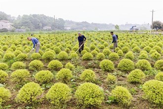 【經(jīng)濟(jì)】桃源縣九溪鎮(zhèn)興龍村：開展農(nóng)旅結(jié)合，助力鄉(xiāng)村振興