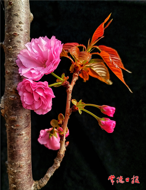 楊友如-櫻花美-1.jpg