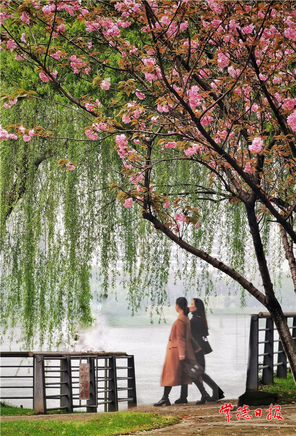 劉圖強(qiáng)-櫻花綠柳映佳人-1.jpg