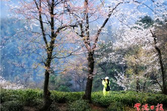 春日【組圖】