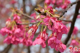 【賞花地圖】暖風(fēng)吹過鐘花櫻 奏響春季花開樂章的序曲
