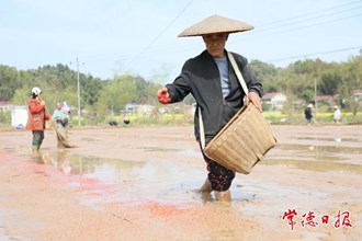 【攝影報道】早稻集中育秧忙