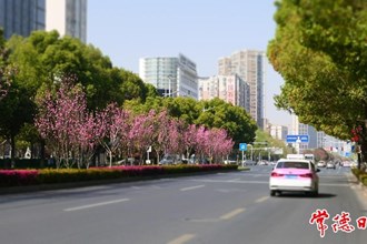 【賞花地圖】春風正好 桃花正濃