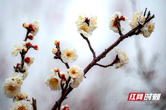 【生態(tài)】春天的故事丨快來圍觀！常德安鄉(xiāng)：梅開了，美翻了