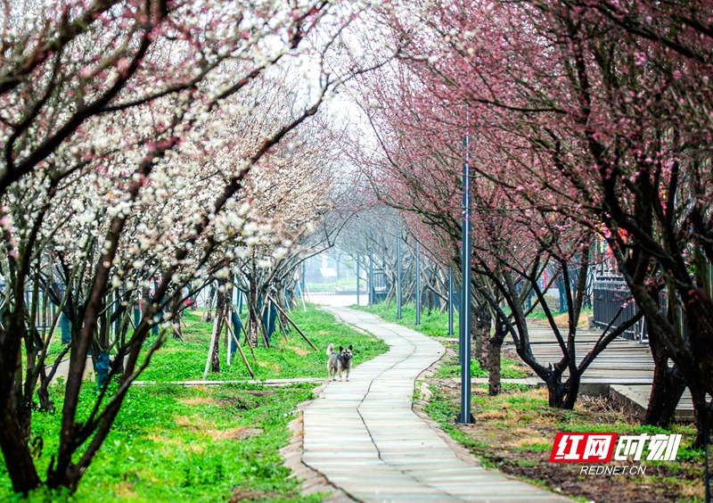 嚴(yán)寒之中，大雪之下，梅花當(dāng)百花之先，獨(dú)天下而春。近日，在湖南安鄉(xiāng)玖源旅游區(qū)，梅花綻放，獨(dú)自芬芳的梅花，讓人流連忘返。