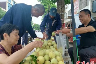 【經(jīng)濟(jì)】臨澧脆蜜桃香飄省內(nèi)外