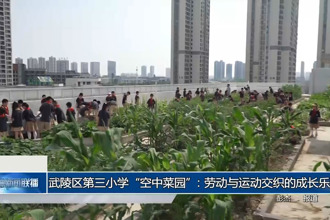 武陵區(qū)第三小學(xué)“空中菜園”：勞動(dòng)與運(yùn)動(dòng)交織的成長(zhǎng)樂(lè)園