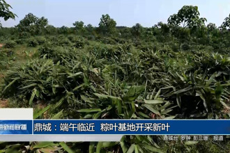 鼎城：端午臨近 粽葉基地開采新葉