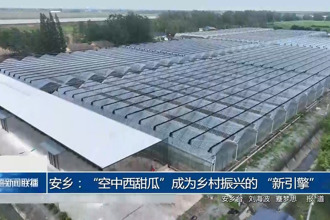 安鄉(xiāng)：“空中西甜瓜”成為鄉(xiāng)村振興的 “新引擎”