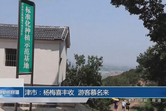 津市：楊梅喜豐收 游客慕名來(lái)