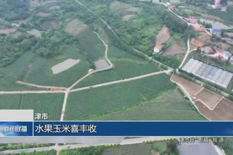 津市：水果玉米喜豐收