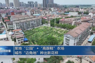 菜地“公園”+“高跟鞋”農(nóng)場(chǎng)：城市“邊角地”種出新花樣