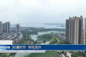 初夏時(shí)節(jié) 荷花競(jìng)開