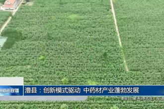 澧縣：創(chuàng)新模式驅(qū)動 中藥材產(chǎn)業(yè)蓬勃發(fā)展