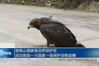 壺瓶山國(guó)家級(jí)自然保護(hù)區(qū)成功救助一只國(guó)家一級(jí)保護(hù)動(dòng)物金雕