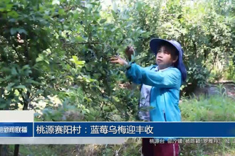 桃源賽陽村：藍(lán)莓烏梅迎豐收