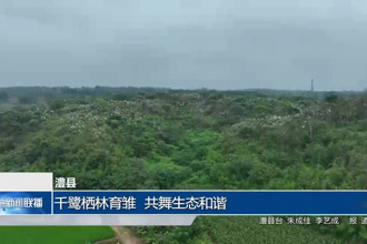 澧縣：千鷺棲林育雛 共舞生態(tài)和諧