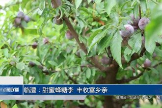 臨澧：甜蜜蜂糖李 豐收富鄉(xiāng)親