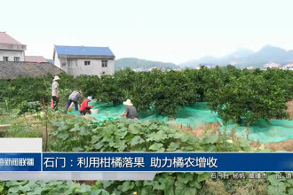 石門：利用柑橘落果 助力橘農(nóng)增收