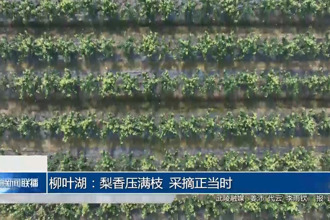柳葉湖：梨香壓滿枝 采摘正當(dāng)時(shí)