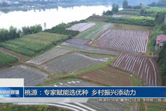 桃源：專家賦能選優(yōu)種 鄉(xiāng)村振興添動(dòng)力