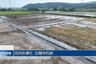 澧縣：田間農(nóng)事忙 白鷺伴機(jī)耕