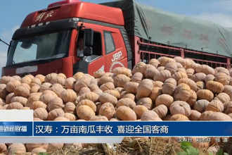 漢壽：萬畝南瓜豐收 喜迎全國客商