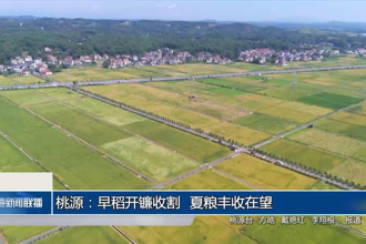 桃源：早稻開鐮收割 夏糧豐收在望
