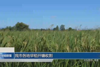 常德各地早稻開(kāi)鐮收割