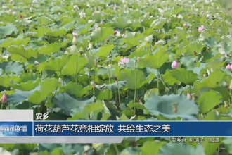 安鄉(xiāng)：荷花葫蘆花競(jìng)綻放 共繪生態(tài)之美