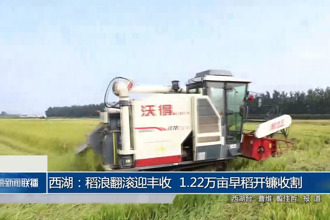西湖：稻浪翻滾迎豐收 1.22萬畝早稻開鐮收割