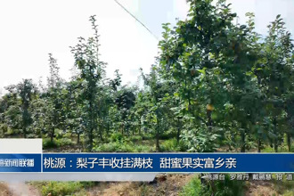 桃源：梨子豐收掛滿枝 甜蜜果實(shí)富鄉(xiāng)親