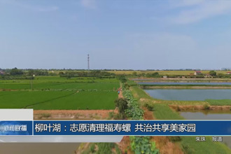 柳葉湖：志愿清理福壽螺 共治共享美家園