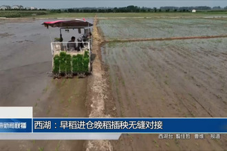 西湖：早稻進(jìn)倉晚稻插秧無縫對接