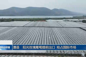 澧縣：陽(yáng)光玫瑰葡萄提前出口 搶占國(guó)際市場(chǎng)