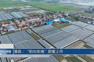 澧縣：“陽(yáng)光玫瑰”甜蜜上市