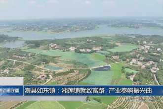 澧縣如東鎮(zhèn)：湘蓮鋪就致富路 產(chǎn)業(yè)奏響振興曲