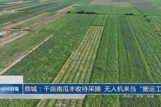 鼎城：千畝南瓜豐收待采摘 無人機來當“搬運工”