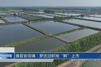 澧縣官垸鎮(zhèn)：羅氏沼蝦搶“鮮”上市