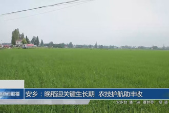 安鄉(xiāng)：晚稻迎關鍵生長期 農技護航助豐收