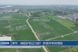 津市：晚稻護(hù)航正當(dāng)時(shí) 多措并舉保增收