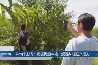津市藥山鎮(zhèn)：鷹嘴桃迎豐收 激活鄉(xiāng)村振興活力