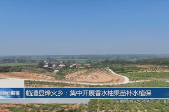 臨澧縣烽火鄉(xiāng)：集中開展香水柚果苗補水植保
