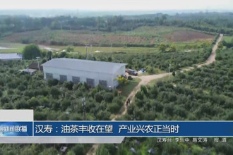 漢壽：油茶豐收在望 產(chǎn)業(yè)興農(nóng)正當(dāng)時(shí)