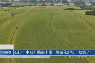 石門:中稻開鐮迎豐收 機(jī)械化護(hù)航“糧袋子”