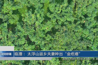 臨澧: 太浮山返鄉(xiāng)夫妻種出“金疙瘩”