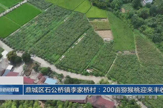 鼎城區(qū)石公橋鎮(zhèn)李家橋村：200畝獼猴桃迎來(lái)豐收