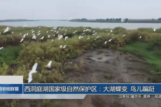 西洞庭湖國(guó)家級(jí)自然保護(hù)區(qū):大湖蝶變 鳥(niǎo)兒蹁躚