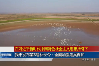 常德市發(fā)布第6號(hào)林長(zhǎng)令：全面加強(qiáng)鳥類保護(hù)